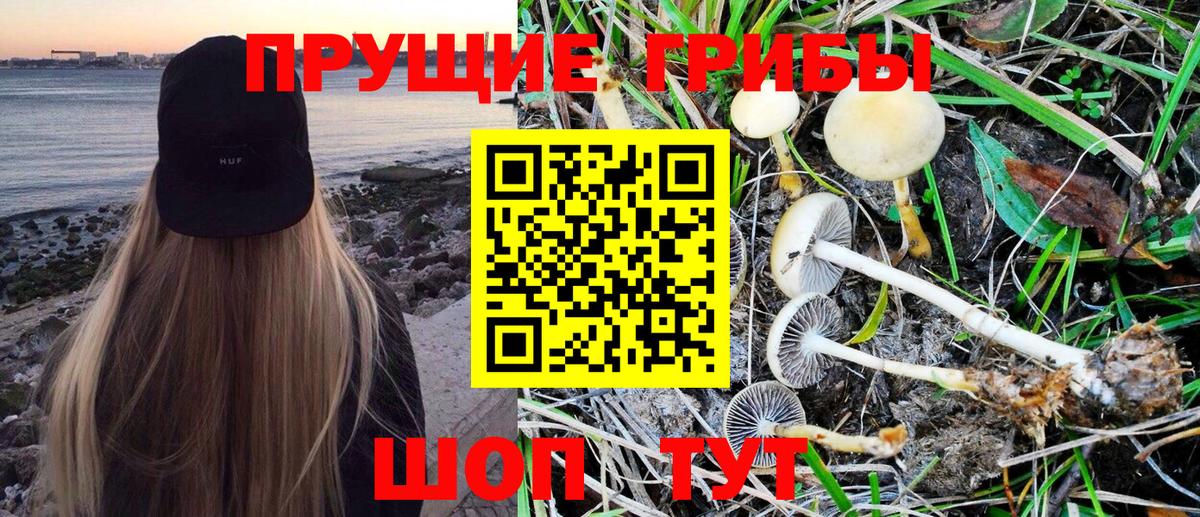 Карачаевск  Псилоцибиновые грибы Magic Shrooms  Вход с VPN  Псилоцибиновые грибы Magic Shrooms 